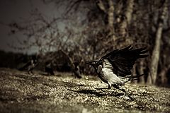 photo "***"