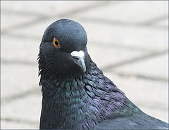 photo "Portrait of a pigeon"