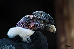 photo "Condor"