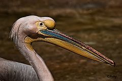 фото "Pelican"
