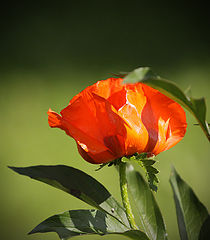 photo "***"