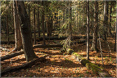 photo "***"