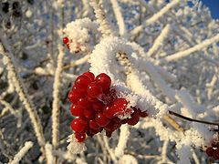 photo "Frost"
