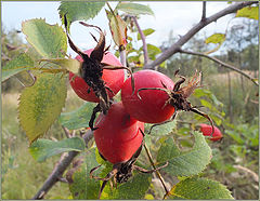 photo "Last fruits of sad autumn..."