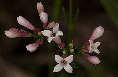 photo "Asperula cynanchica"