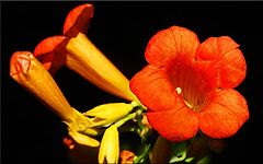фото "Trumpets"