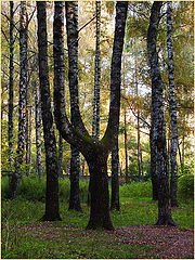 photo "Forest scene"