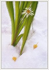 фото "ранний снег"
