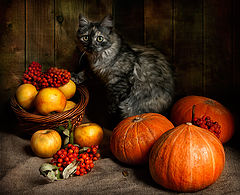 photo "Kitten in a pumpkin"