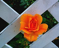 photo "ComingOut"