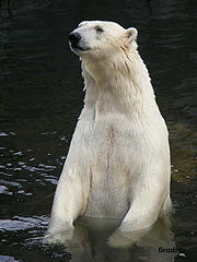 фото "Polar bear"