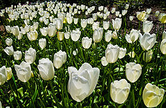 photo "White glow"
