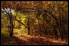 photo "Gold autumn"