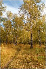 photo "In autumn forest"