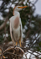 photo "Cattle egret 03"