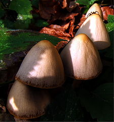 фото "Hats"