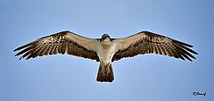 фото "Osprey 02"