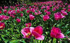 фото "The River of Tulips"