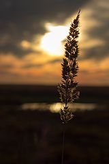 photo "***"