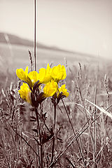 photo "***"