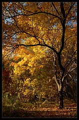 photo "Autumn light"