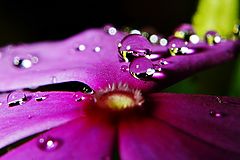 photo "Fresh"