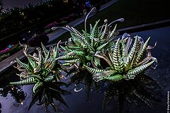 фото "Chihuly Nights"
