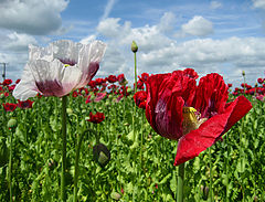 фото "Poppies"