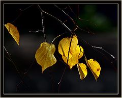 photo "***"