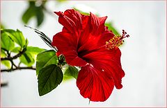 photo "***"