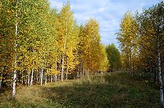 photo "autumn Gold"