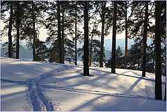 photo "Shadows in the pine wood."