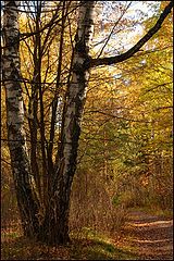photo "Autumn forest"