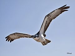 photo "Osprey 03"