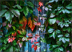 photo "palette of autumn"