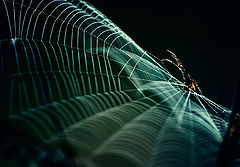 photo "***"