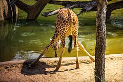 фото "Giraffe drinking"