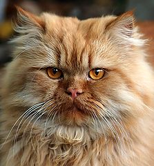 photo "кот"