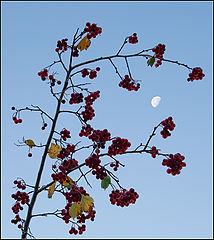 photo "fall hawthorn"