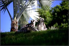 фото "couple"