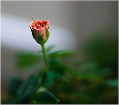 фото "Роза на подоконнике"