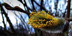 фото "Little Bud"