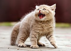 photo "котенок"