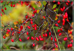 photo "Barberry (1)"