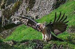 фото "Bearded Vulture (Gypaetus barbatus)"