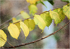 фото "Осеняя мелодия на листьях."