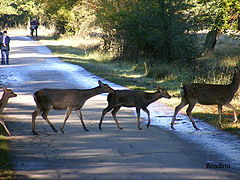 фото "Wildlife"