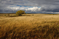 photo "Autumn field"