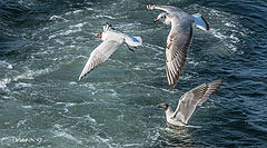 photo "Sea Gulls"