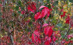 photo "artist Autumn"